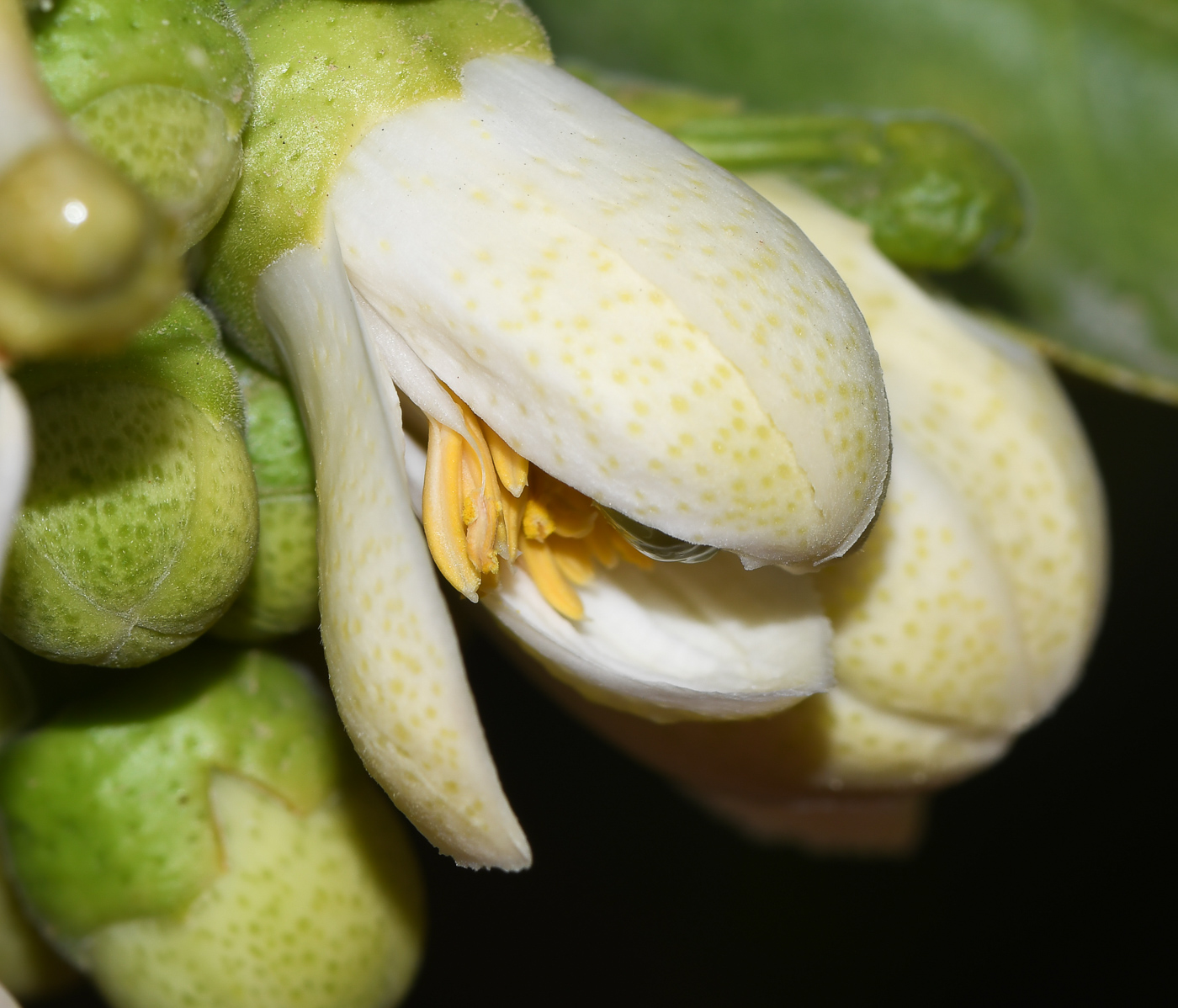 Image of Citrus maxima specimen.