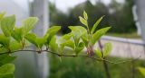 Schisandra chinensis