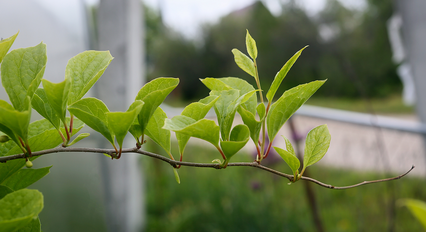 Изображение особи Schisandra chinensis.