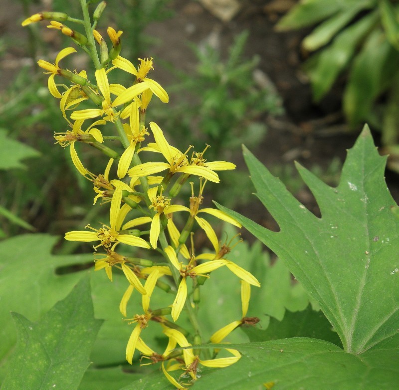 Image of Ligularia przewalskii specimen.