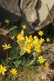 Corydalis sewerzowii