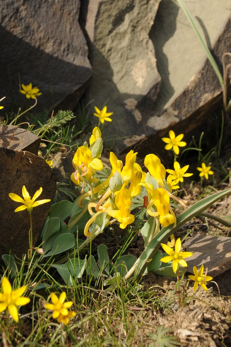 Изображение особи Corydalis sewerzowii.