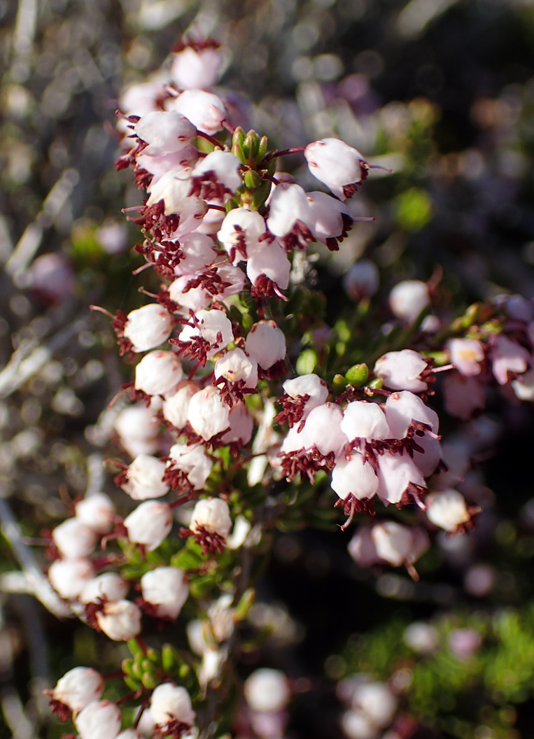 Image of Erica manipuliflora specimen.