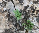 Microthlaspi perfoliatum