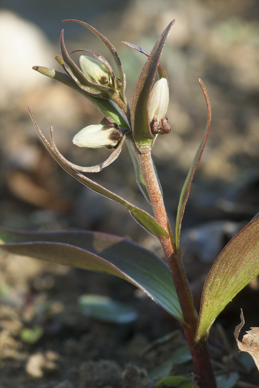 Изображение особи Rhinopetalum stenantherum.