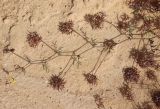 Hippocrepis areolata