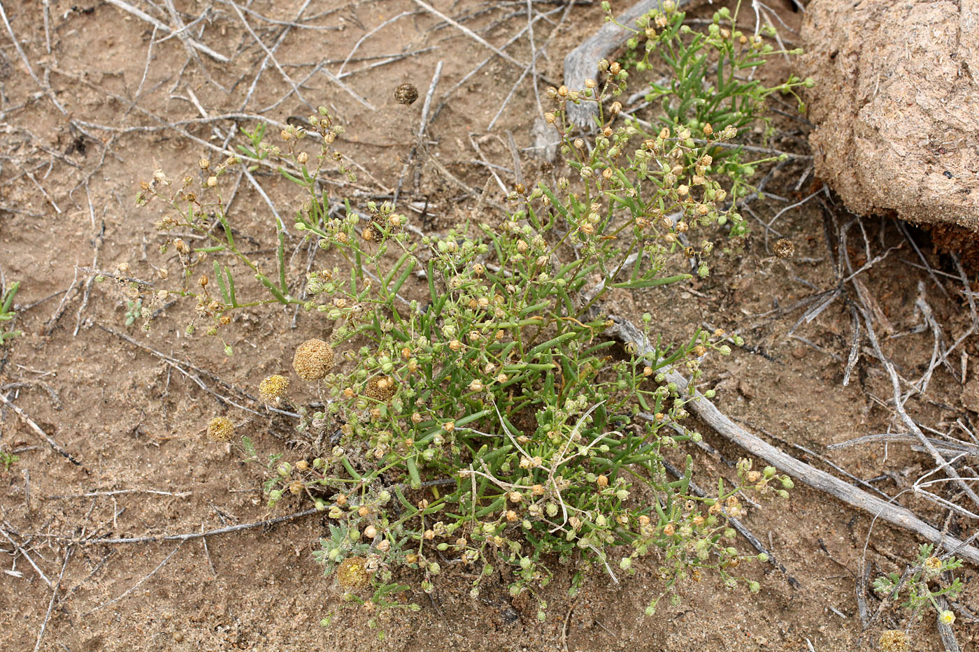 Image of Dichoglottis alsinoides specimen.