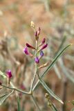 Astragalus villosissimus. Верхушка побега с соцветием. Узбекистан, Бухарская обл., экоцентр \"Джейран\". 22.04.2019.