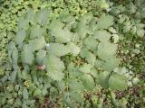 View full-size image Actaea spicata