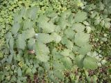 Actaea spicata