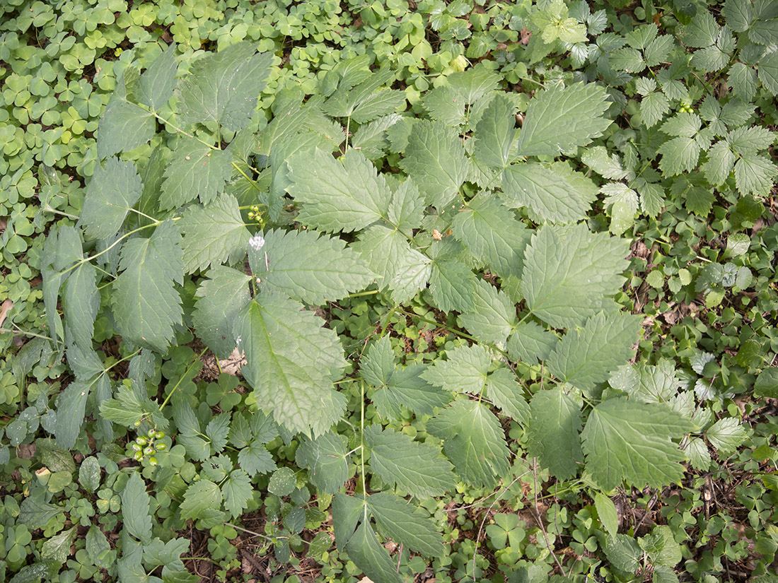 Image of Actaea spicata specimen.