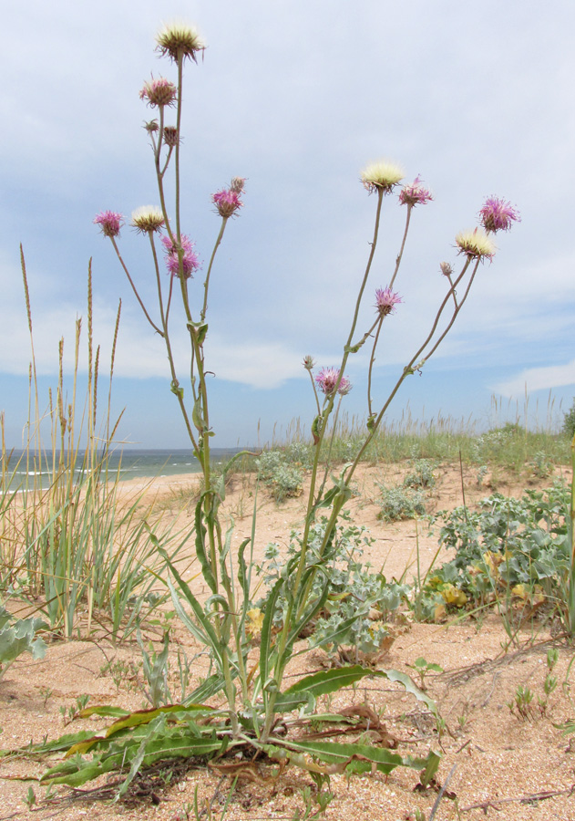 Image of Jurinea longifolia specimen.