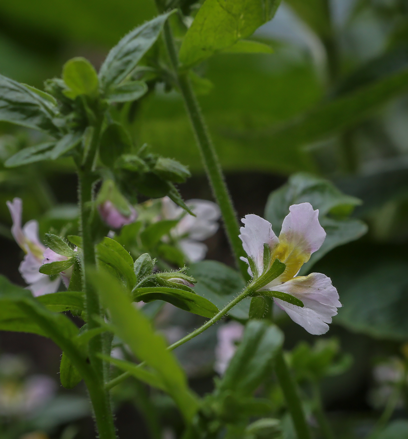 Изображение особи род Schizanthus.