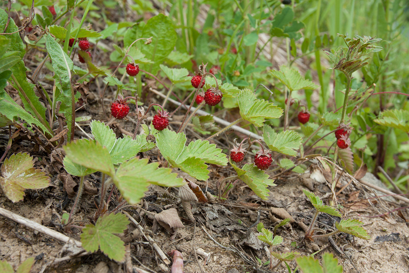 Изображение особи Fragaria vesca.