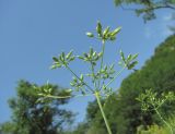 genus Chaerophyllum. Соплодие (вид снизу). Дагестан, окр. с. Талги, каменистое место. 05.06.2019.