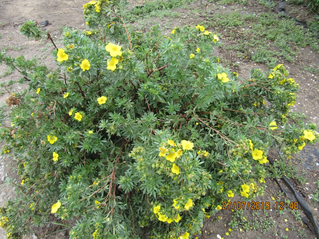 Image of Dasiphora fruticosa specimen.