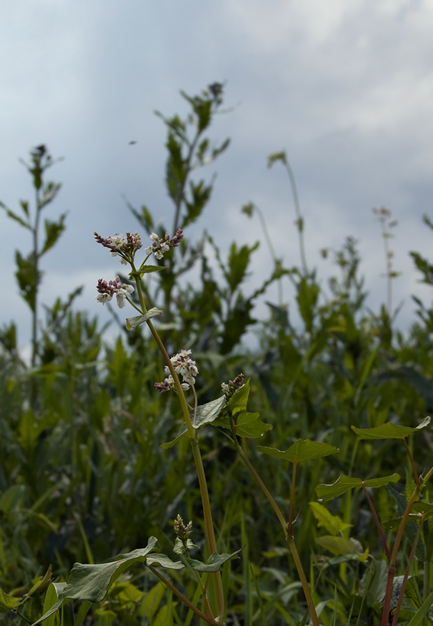 Изображение особи Fagopyrum esculentum.