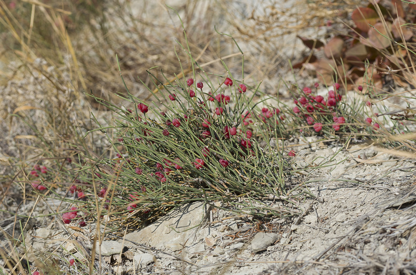 Image of Ephedra distachya specimen.