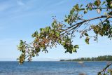 Alnus glutinosa. Ветвь с незрелыми и вскрывшимися прошлогодними соплодиями. Ленинградская обл., Кингисеппский р-н, окр. дер. Урмизно близ охоторыболовной базы \"Динамо\", мыс Дубовский, берег Финского залива, песчаный пляж. 25.08.2019.