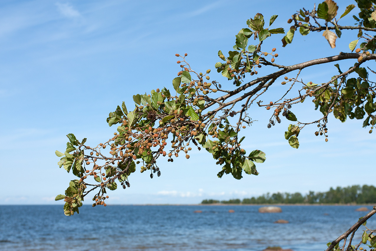 Изображение особи Alnus glutinosa.