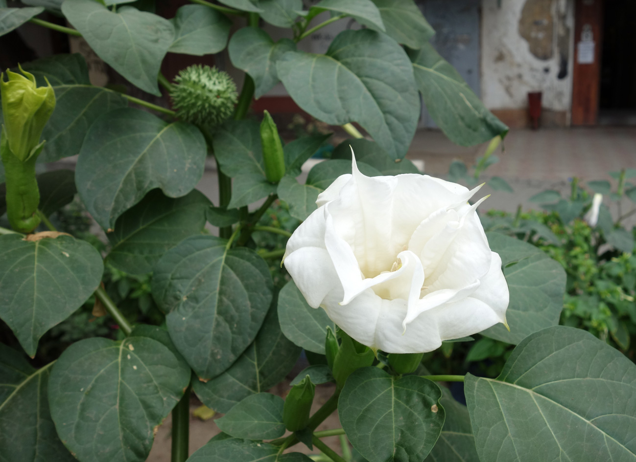 Изображение особи Datura innoxia.