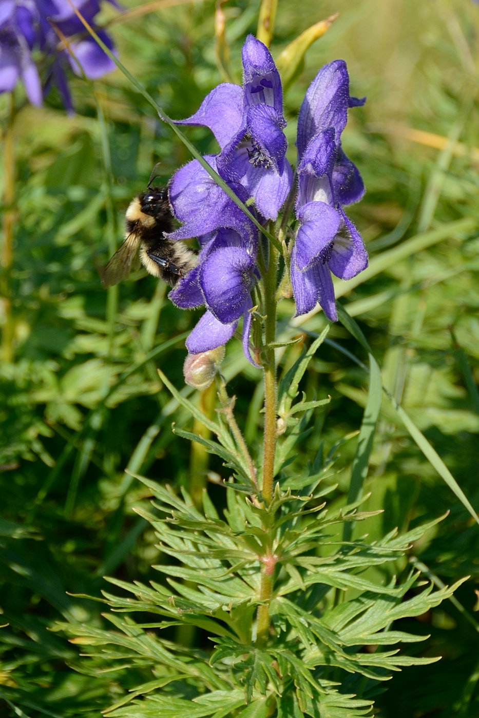 Изображение особи Aconitum nasutum.