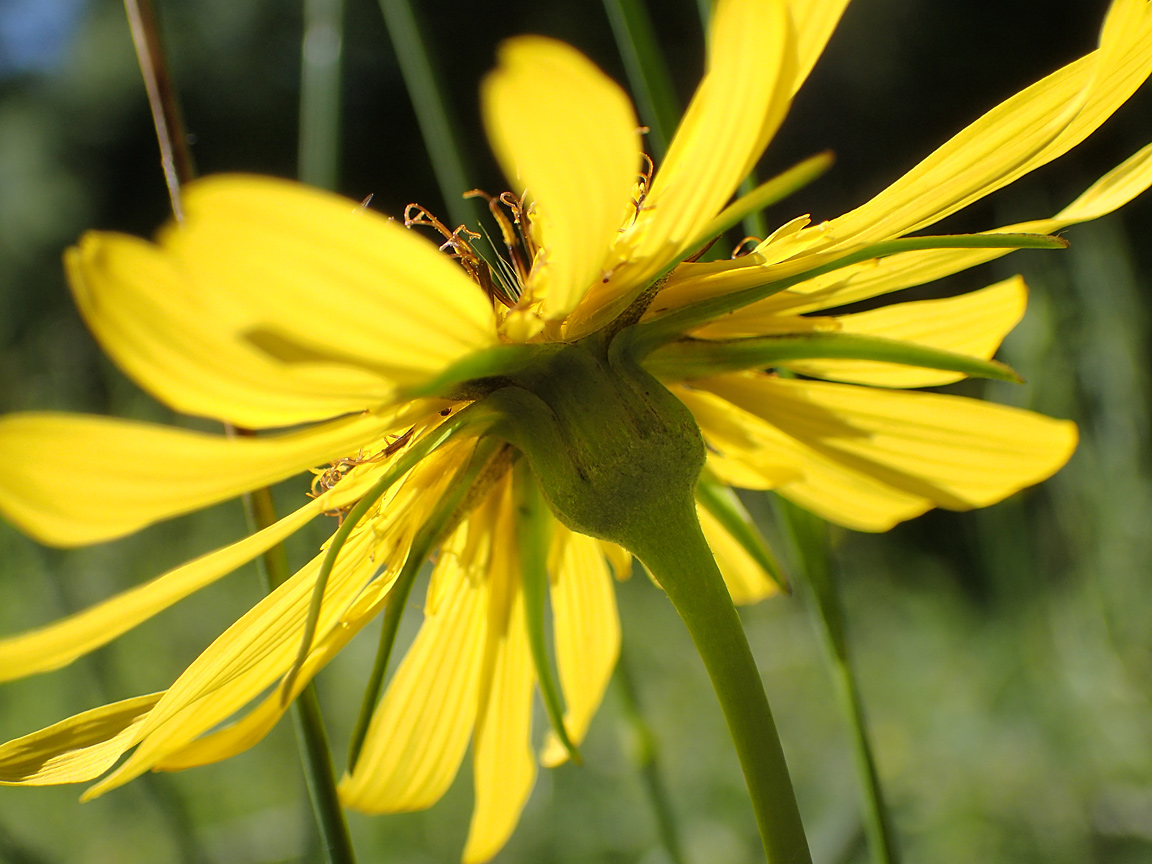 Изображение особи Tragopogon orientalis.