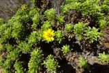 Haplopappus foliosus