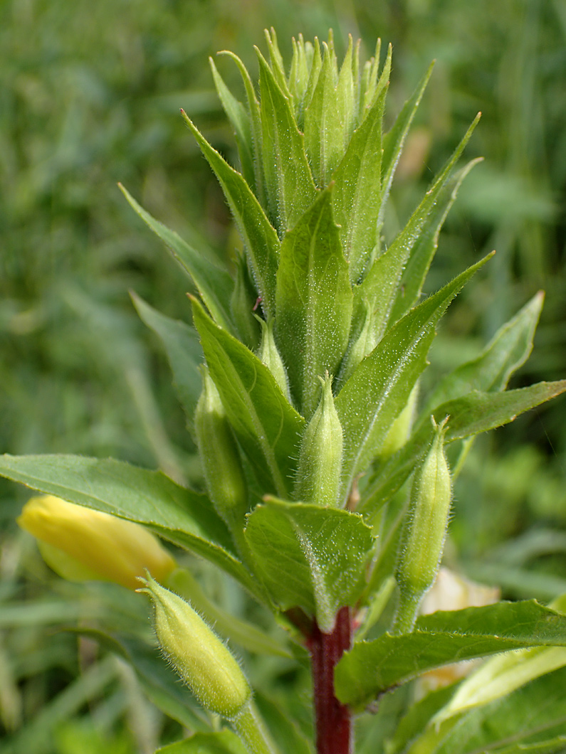 Image of Oenothera rubricaulis specimen.