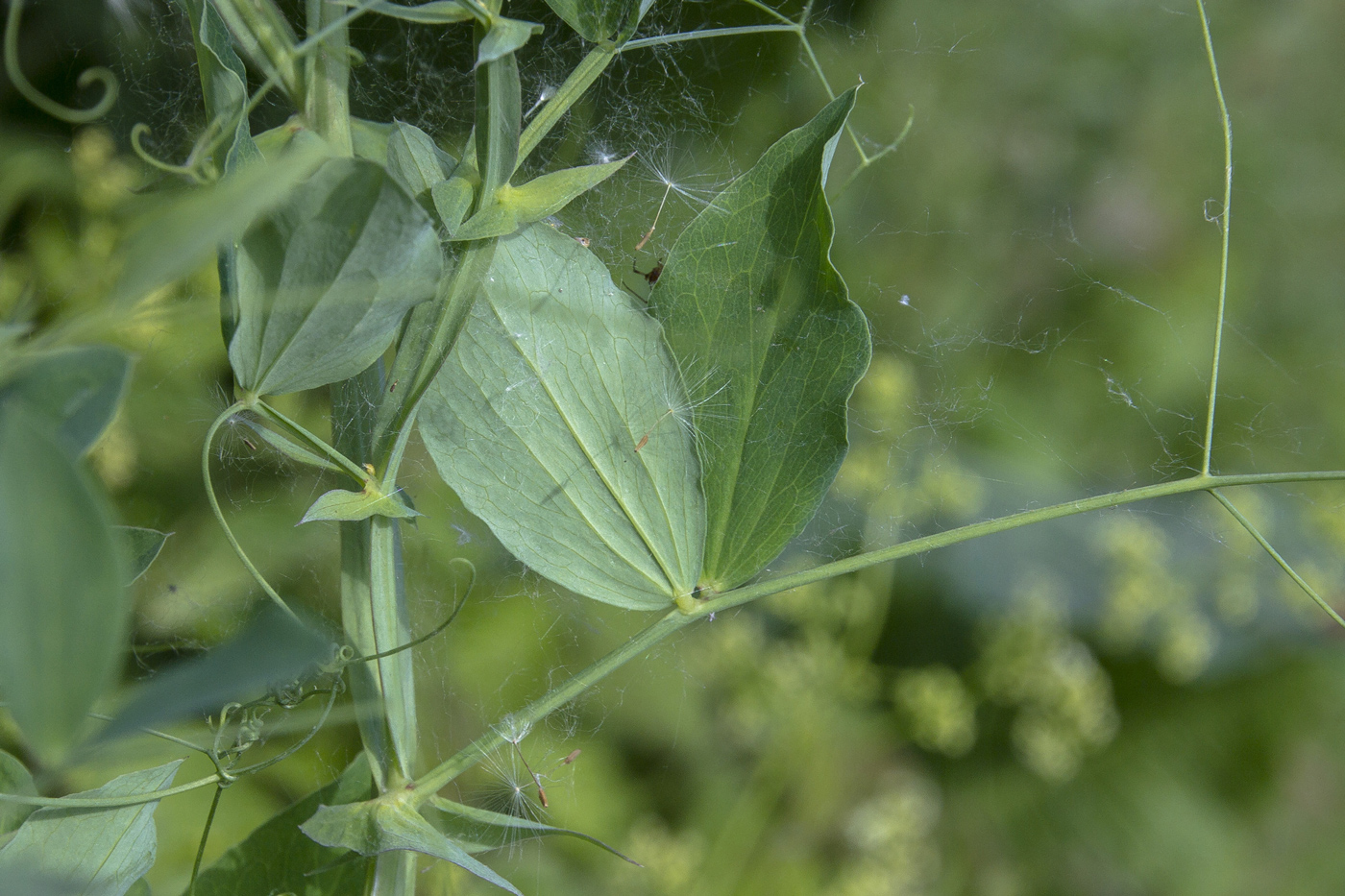 Изображение особи Lathyrus litvinovii.