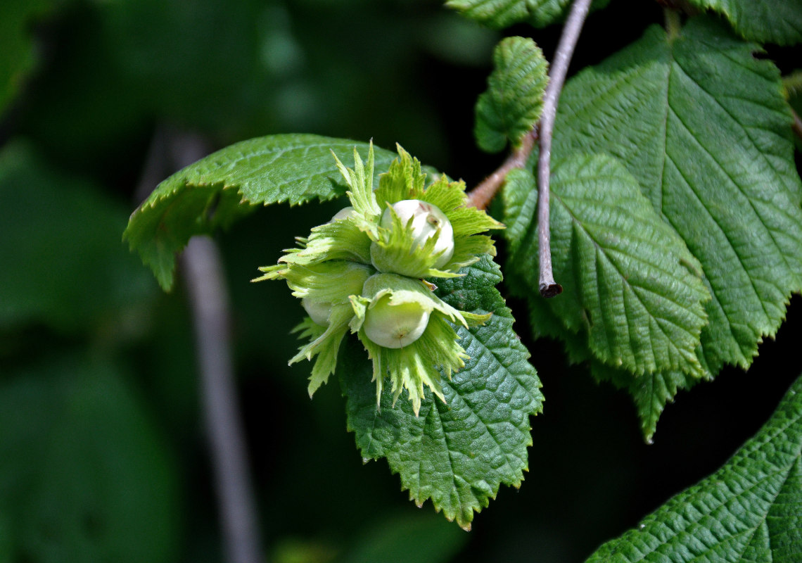 Изображение особи Corylus avellana.