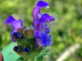 Prunella grandiflora
