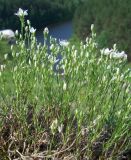 Minuartia krascheninnikovii