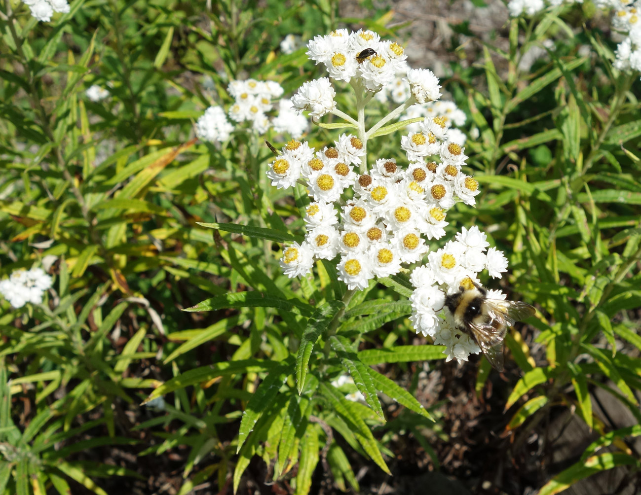 Image of Anaphalis margaritacea specimen.