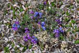 Oxytropis alpina. Цветущее растение (вокруг видны листья Dryas). Алтай, Кош-Агачский р-н, долина р. Аккаллу-Озек, ≈ 2500 м н.у.м., горная тундра. 17.06.2019.