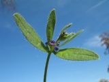 Asperugo procumbens. Верхушка побега с цветками. Южный Казахстан, хр. Сырдарьинский Каратау, пер. Куюк, ≈ 800 м н.у.м., тугай на берегу ручья. 14 апреля 2019 г.