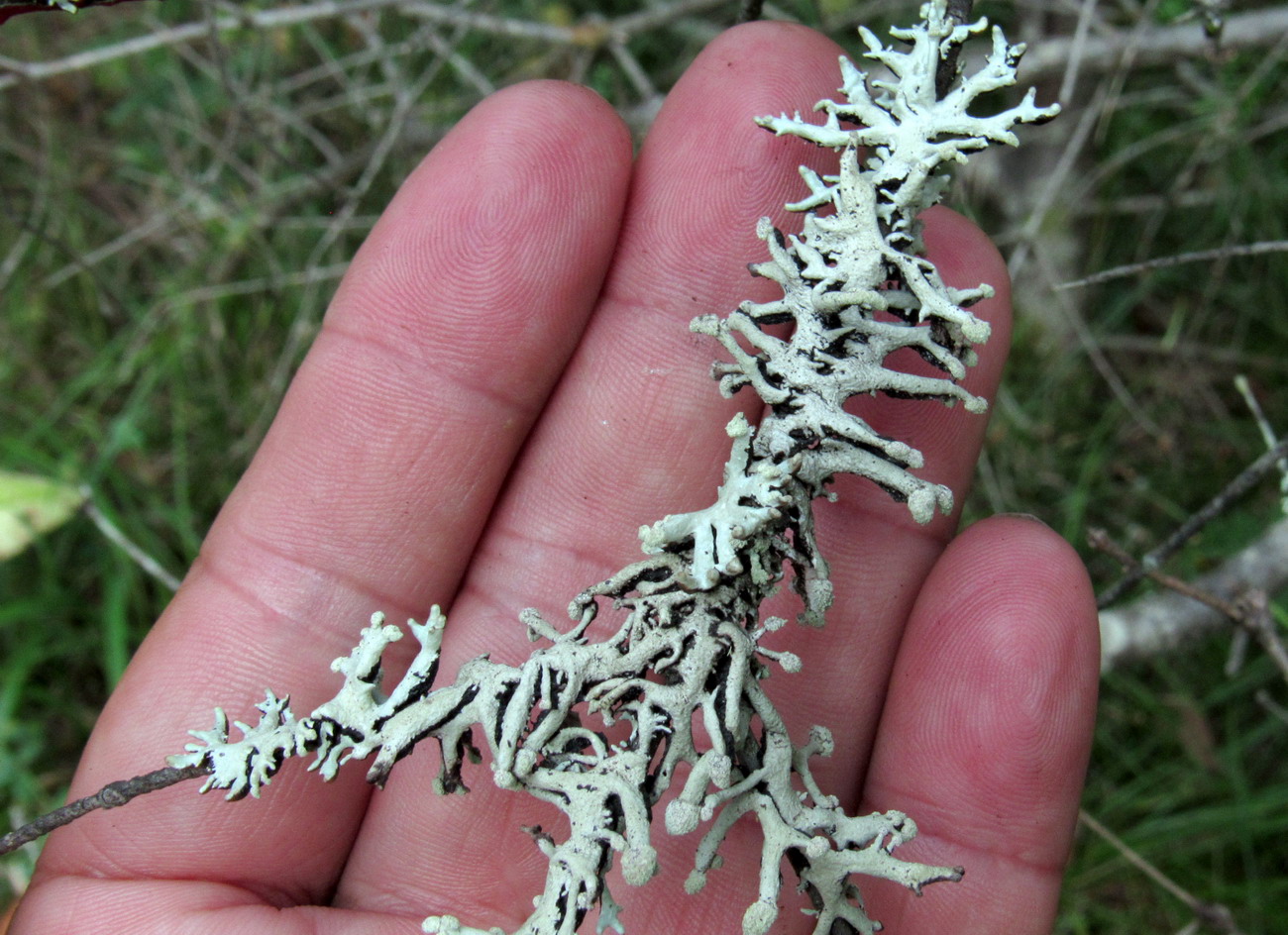 Image of Hypogymnia tubulosa specimen.