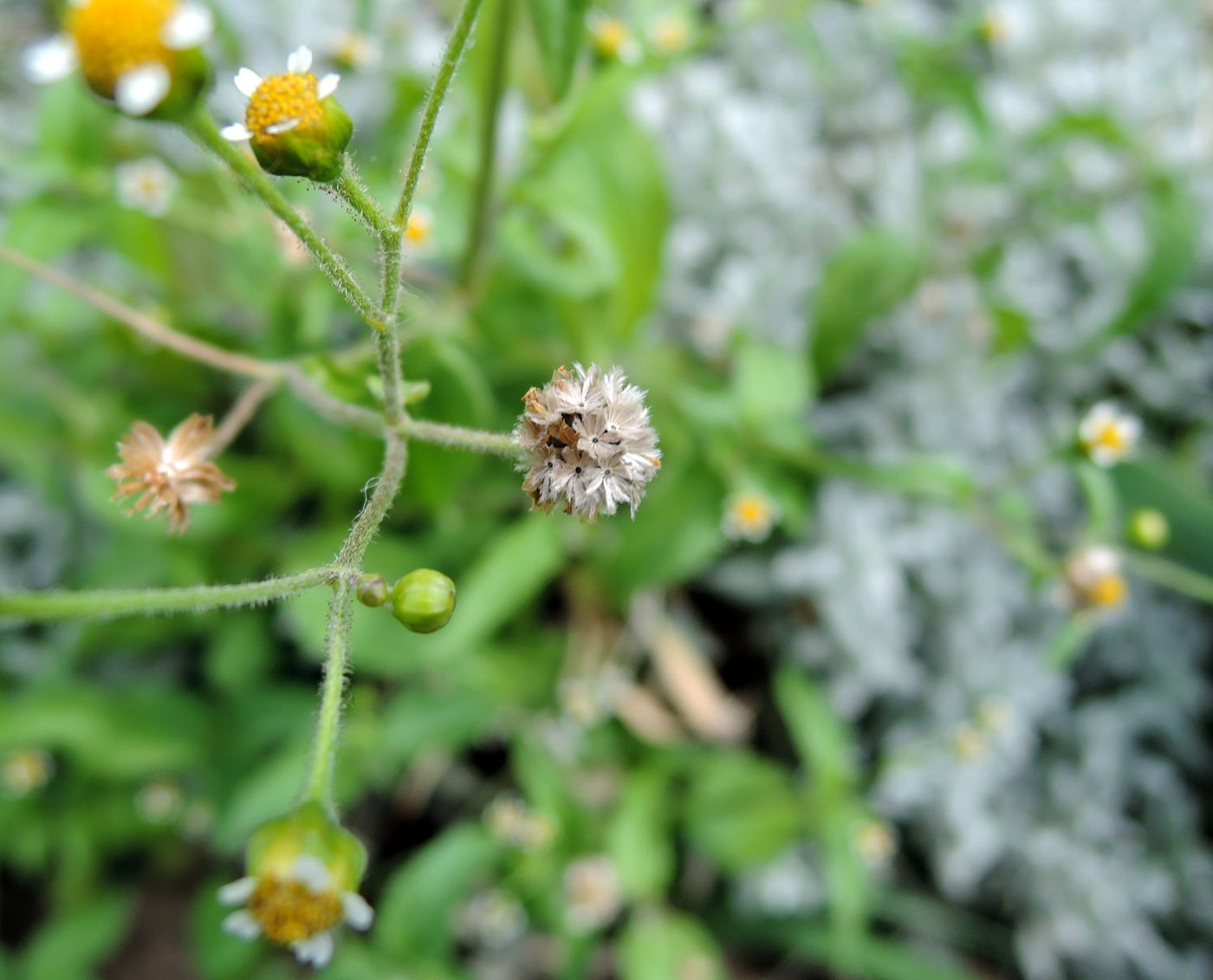 Изображение особи Galinsoga parviflora.