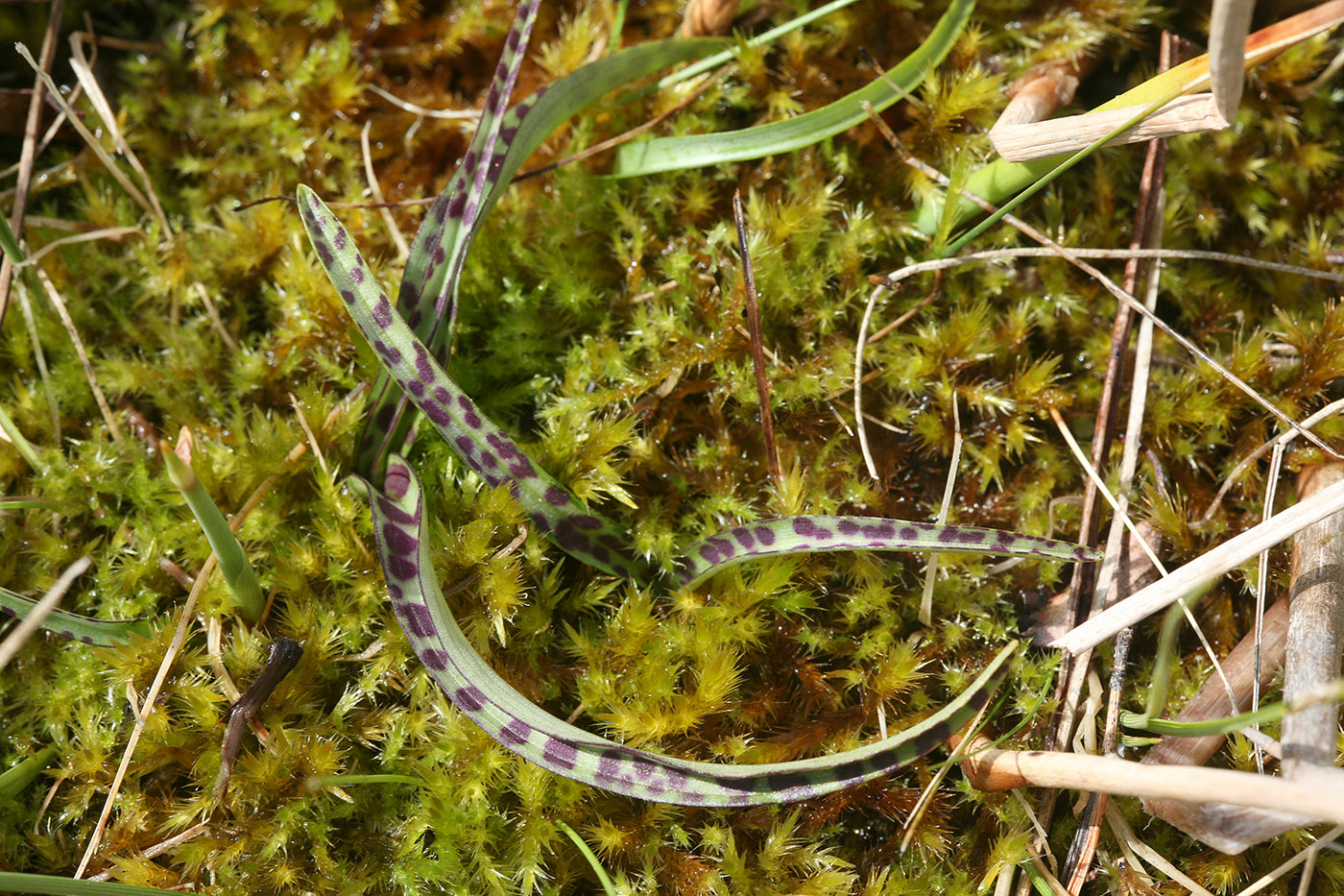 Image of Dactylorhiza traunsteineri specimen.