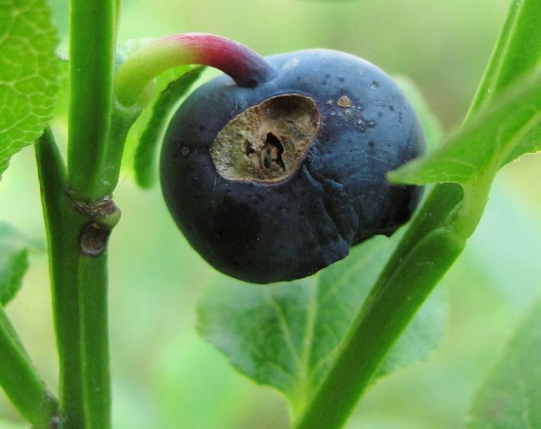Image of Vaccinium myrtillus specimen.