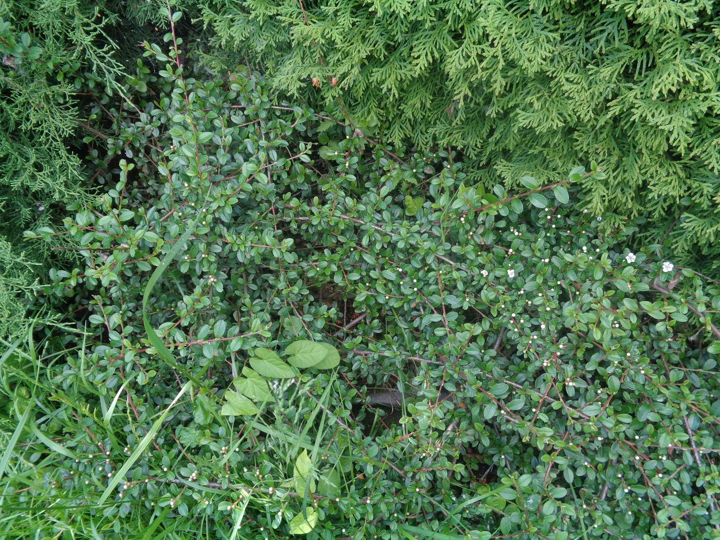 Image of Cotoneaster horizontalis specimen.