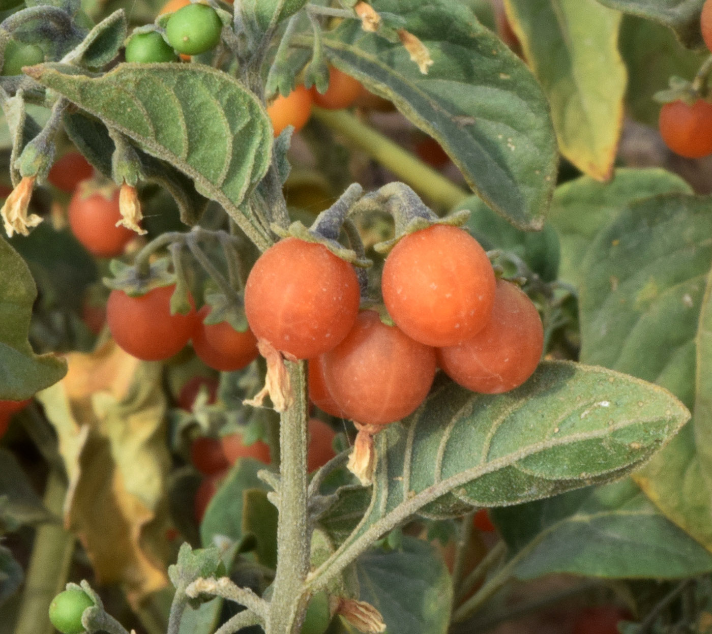 Изображение особи Solanum olgae.