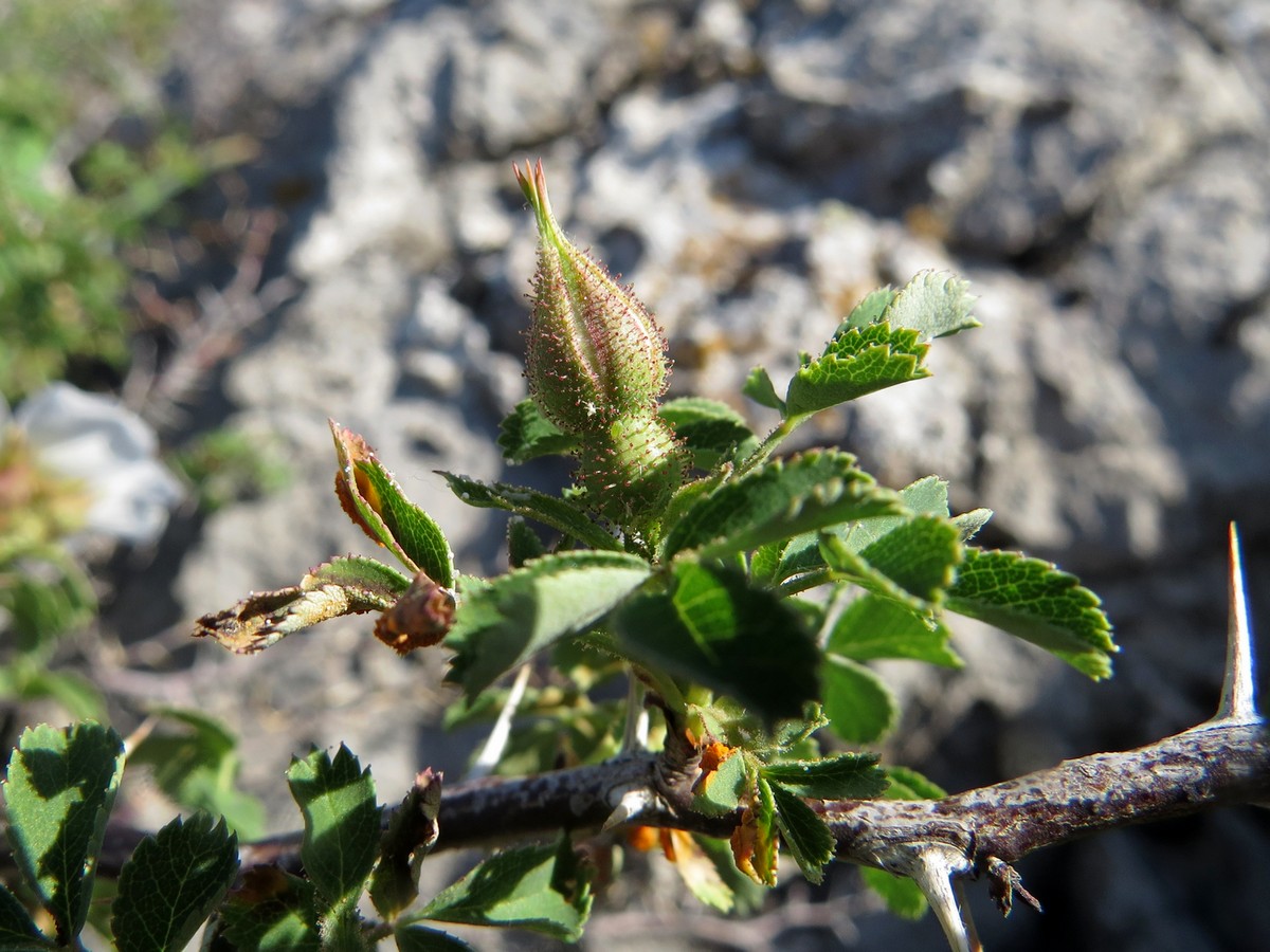 Image of Rosa nanothamnus specimen.