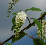 Padus virginiana