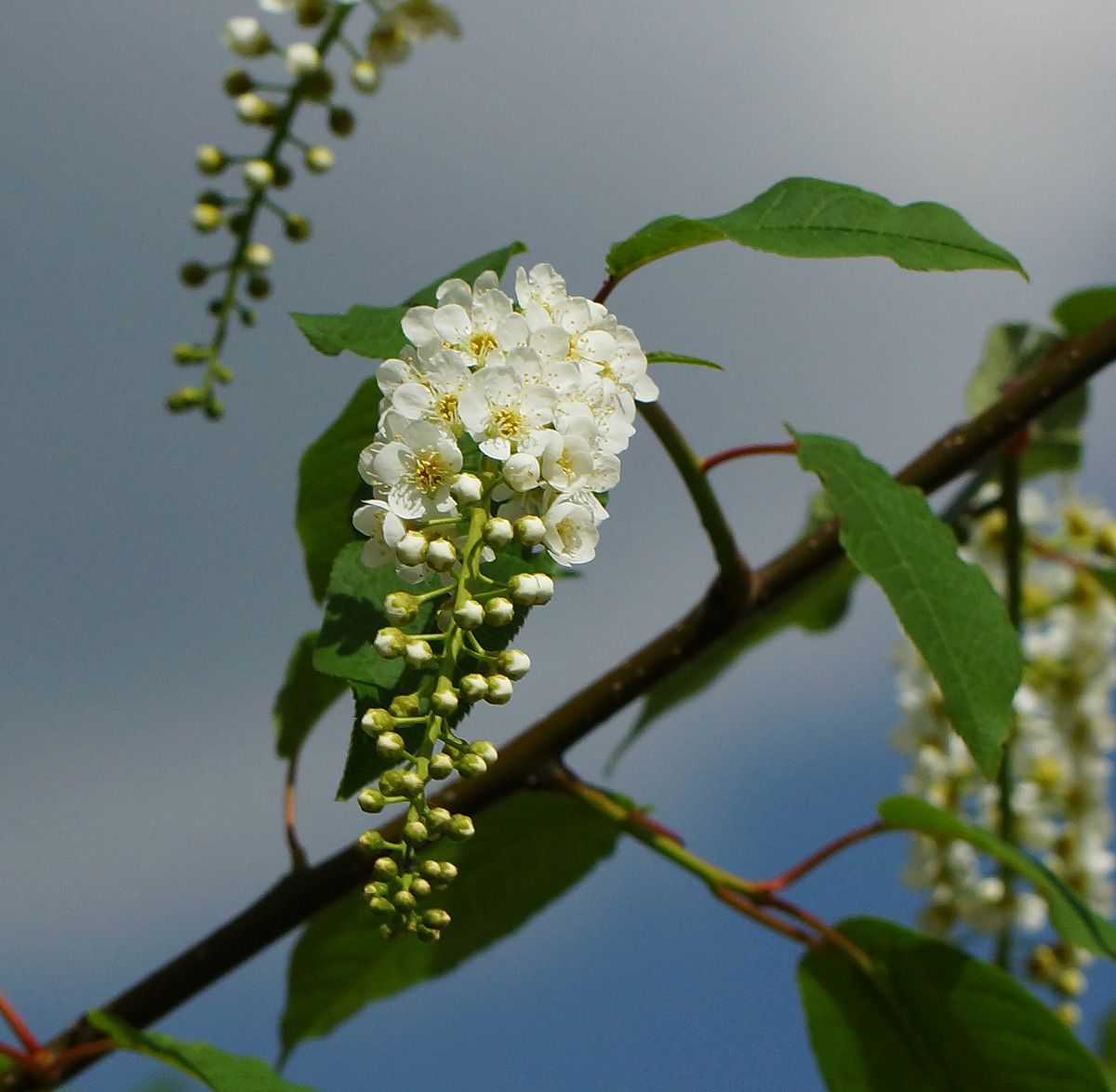 Image of Padus virginiana specimen.