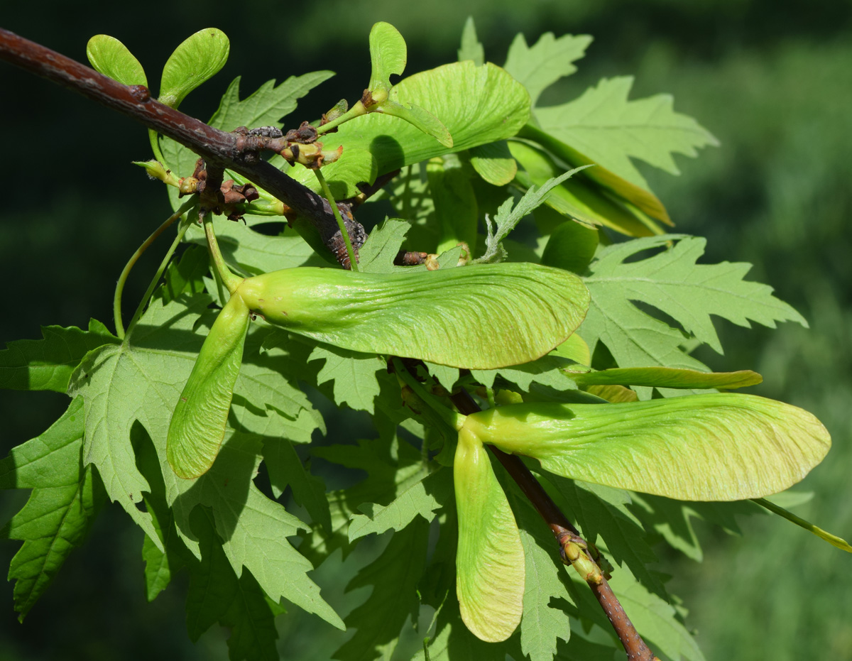 Image of genus Acer specimen.