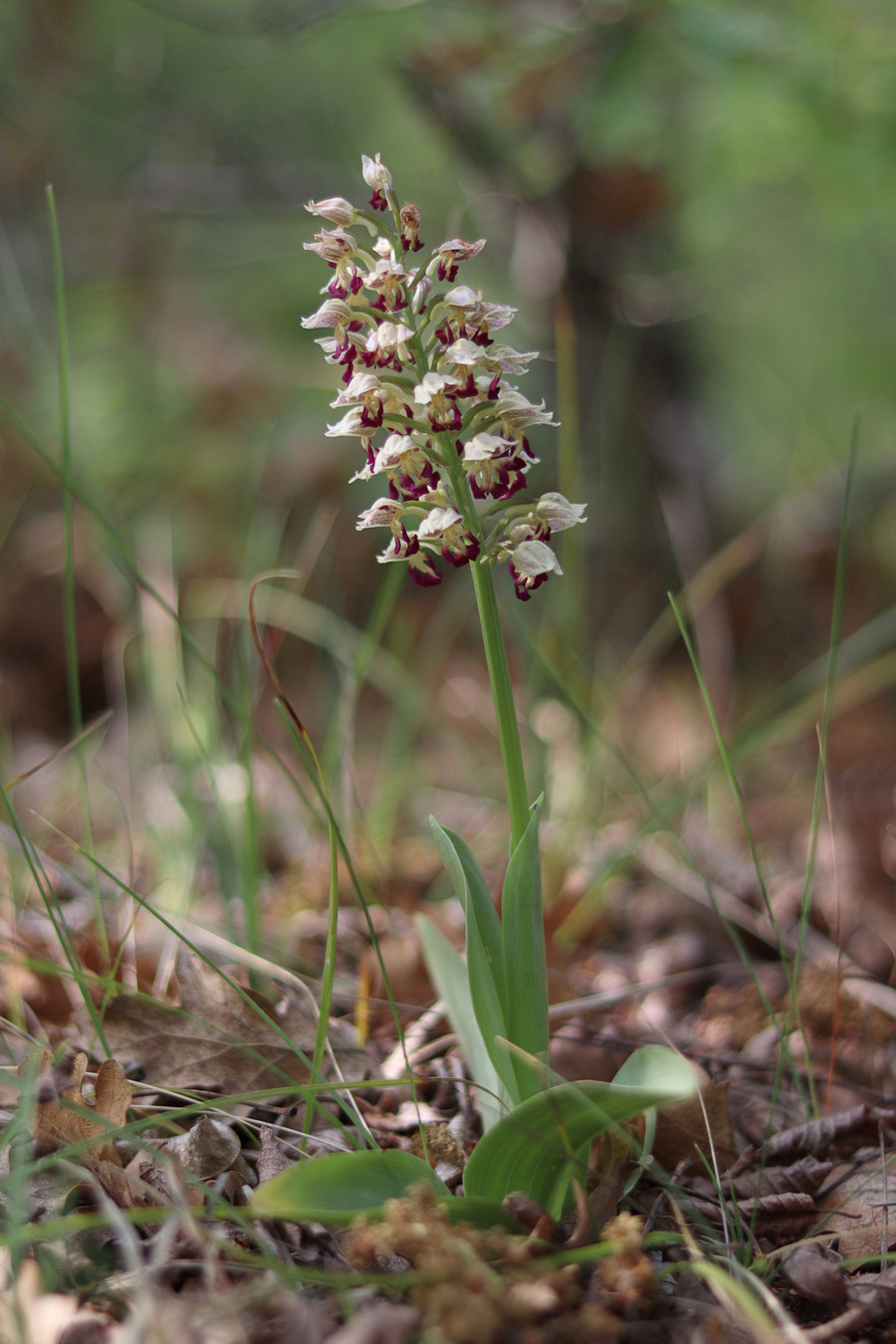 Image of Orchis &times; calliantha specimen.