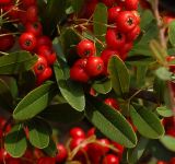 Pyracantha angustifolia