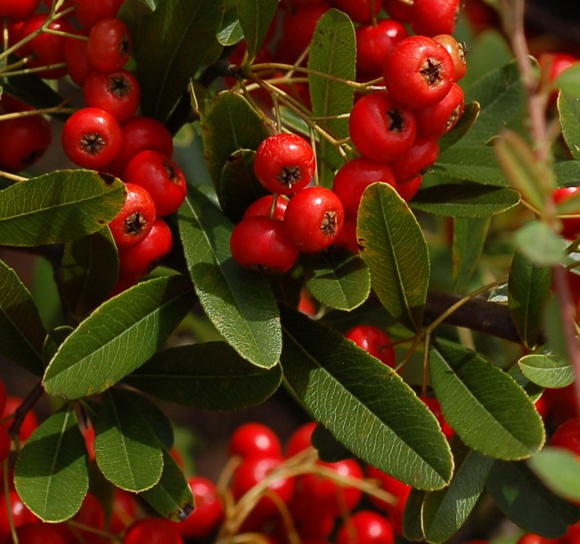 Image of Pyracantha angustifolia specimen.