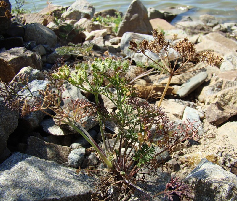 Image of Astrodaucus littoralis specimen.